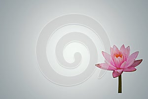 Closeup,beautiful pink lotus flower isolated on white background 1
