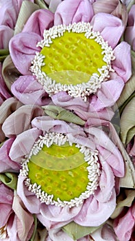 Closeup of beautiful pink lotus flowers.