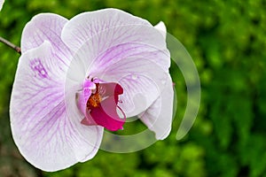 Closeup beautiful pink orchid with green leaves