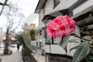 Closeup of a Beautiful Pink Rose along a Neighborhood Sidewalk in Astoria Queens New York during the Spring