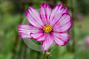 Closeup of a beautiful pink Sonata flower with yellow center but