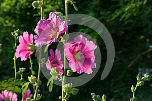 Closeup of beautiful pink stockroses or mallows in the sun