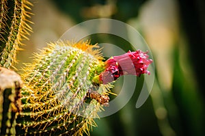 Closeup of a beautiful pink tender cactus flower and green thorny spiky plant