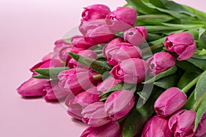 Closeup of beautiful pink Tulip flowers on a background. Spring-summer holidays celebration