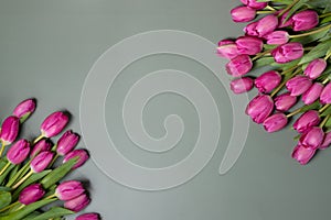 Closeup of beautiful pink Tulip flowers on a dark green background. Spring-summer holiday