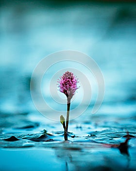 Closeup of beautiful pink water smartweed (persicaria amphibia) flower on water surface