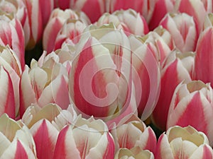 Closeup. Beautiful Pink and White Tulips Flowers Image. Many tulips blooming in the garden.