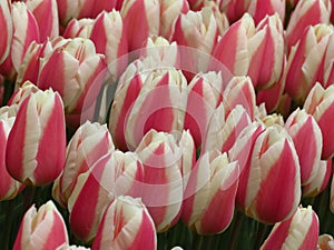 Closeup. Beautiful Pink and White Tulips Flowers Image. Many tulips blooming in the garden.