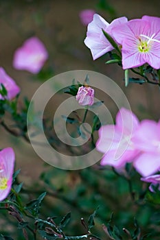 Closeup of beautiful Pinkladies with green leaves growing in a garden