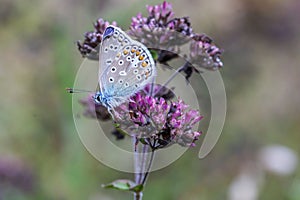 Closeup of a beautiful Polyommatus eros butterfly pollinating a purple flower