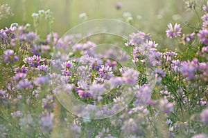 Closeup beautiful prairie with clower flowers