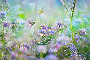 Closeup beautiful prairie flowers