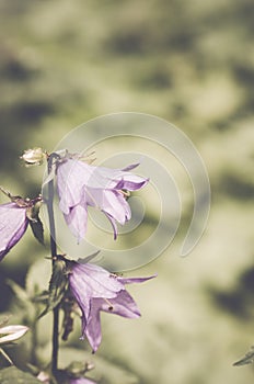 Closeup of a beautiful purple flower growing in the field on a blurry background