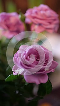 Closeup Beautiful Purple Flowers Wallpaper