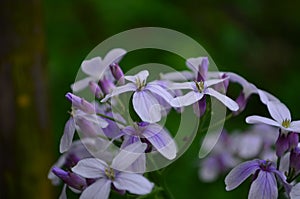 Closeup on beautiful purple gilliflower Hesperis matronalis