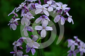 Closeup on beautiful purple gilliflower Hesperis matronalis