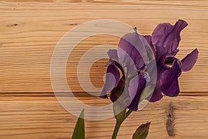 A closeup of a beautiful purple iris located on the right side of a wooden textured background.