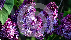 Closeup of beautiful purple lilac flowers growing on a tree in a garden