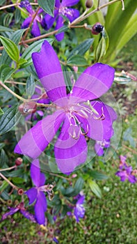 Closeup beautiful purple petal Tibouchina blooming