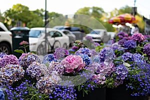 Closeup of Purple and Pink Flowers in the Fifth Avenue New York City Spring Flower Display