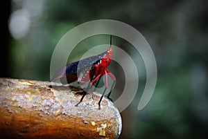 Closeup of a beautiful red bug on a mushroom