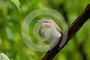 Closeup of a beautiful Red-eyed vireo bird on a tree branch against a blurry green background