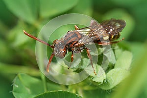 Closeup on a beautiful red female Panzer's Nomada bee, Nomada panzeri sitting on a green leaf