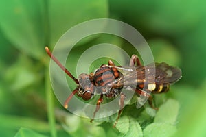 Closeup on a beautiful red female Panzer's Nomada bee, Nomada panzeri sitting on a green leaf