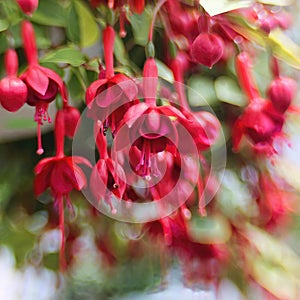 Beautiful Red Fuschia Flowers. Selective Focus. Lensbaby Blur. photo
