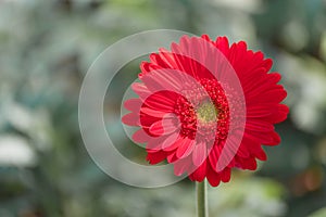 Closeup beautiful red gerbera daisy and colorful pastel flower. Red gerbera daisy on nature green garden blackground