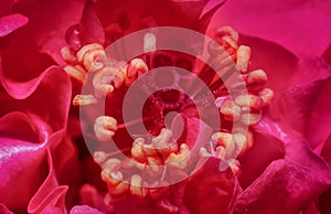 Closeup with the beautiful red hibiscus stamen.