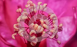 Closeup with the beautiful red hibiscus stamen.