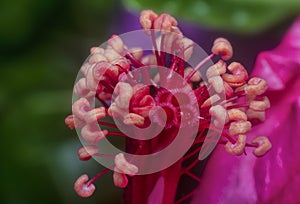 Closeup with the beautiful red hibiscus stamen.