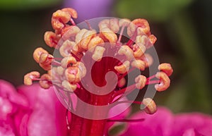 Closeup with the beautiful red hibiscus stamen.