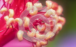 Closeup with the beautiful red hibiscus stamen.