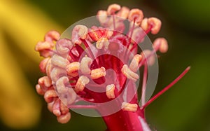 Closeup with the beautiful red hibiscus stamen.