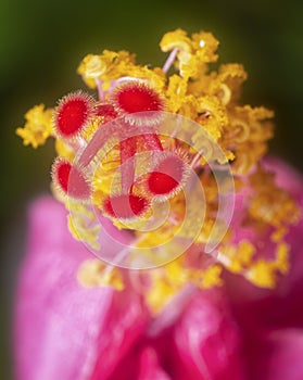 Closeup with the beautiful red hibiscus stamen.