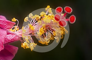 Closeup with the beautiful red hibiscus stamen.