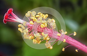 Closeup with the beautiful red hibiscus stamen.