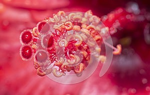 Closeup with the beautiful red hibiscus stamen.