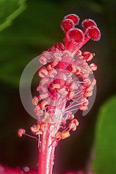 Closeup with the beautiful red hibiscus stamen.
