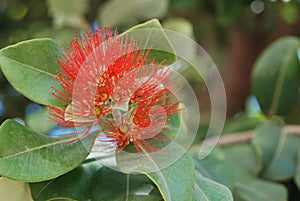 Closeup of a beautiful red Ohia Lehua flower and plant in a garden