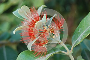 Closeup of a beautiful red Ohia Lehua flower and plant in a garden