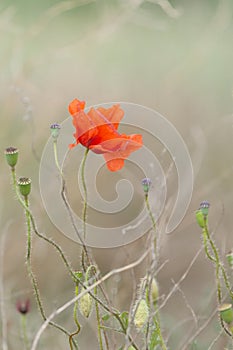 Closeup of a beautiful red poppy flower in a field