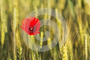 Closeup of a beautiful red poppy in a green wheat field