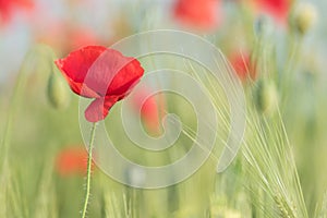 Closeup of a beautiful red poppy in a wheat green field in the summer