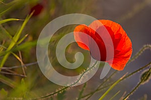 Closeup of a beautiful red poppy in a wheat green field in the summer