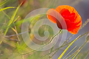 Closeup of a beautiful red poppy in a wheat green field in the summer