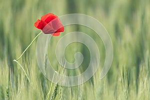 Closeup of a beautiful red poppy in a wheat green field in the summer