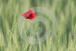 Closeup of a beautiful red poppy in a wheat green field in the summer